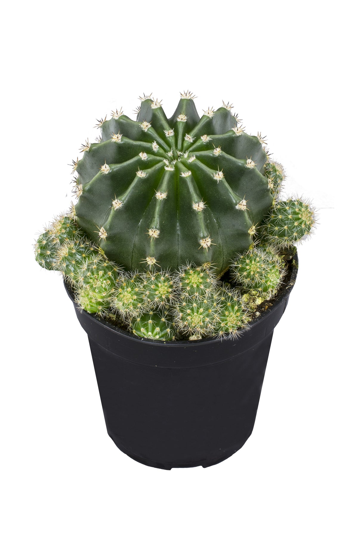 Top-down view of a round green cactus with ribbed body and white spine clusters, surrounded by small offsets