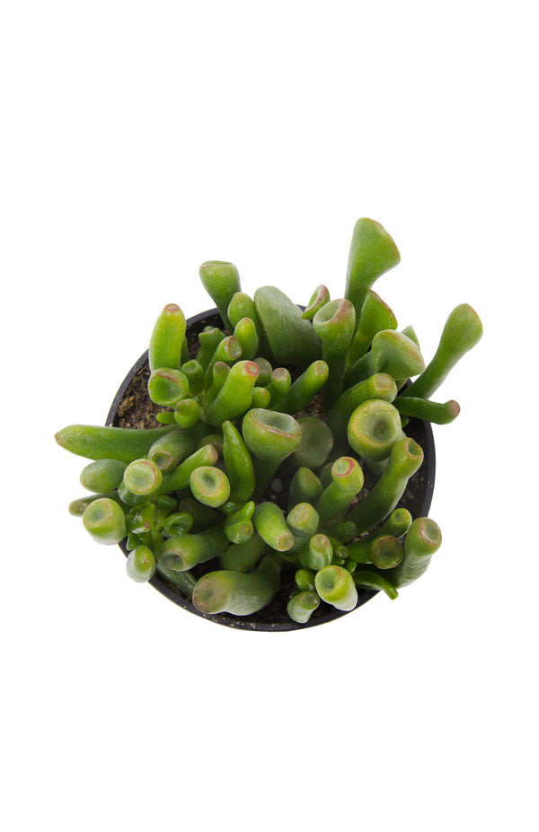 gollum succulent 765f652afdccf284858490f084ec484d_600x.jpg?v=1581542622