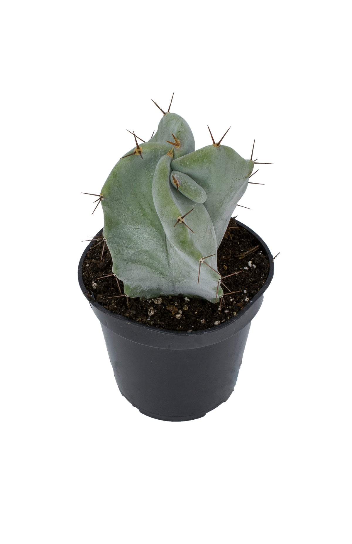 Stenocereus Pruinosus Gray Ghost Organ Pipe Cactus with Blue-Green Stems