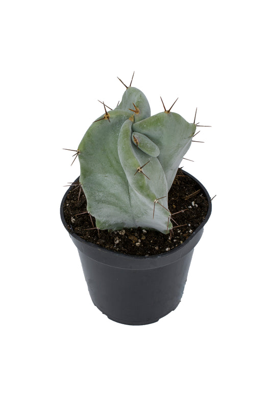 Stenocereus Pruinosus Gray Ghost Organ Pipe Cactus with Blue-Green Stems
