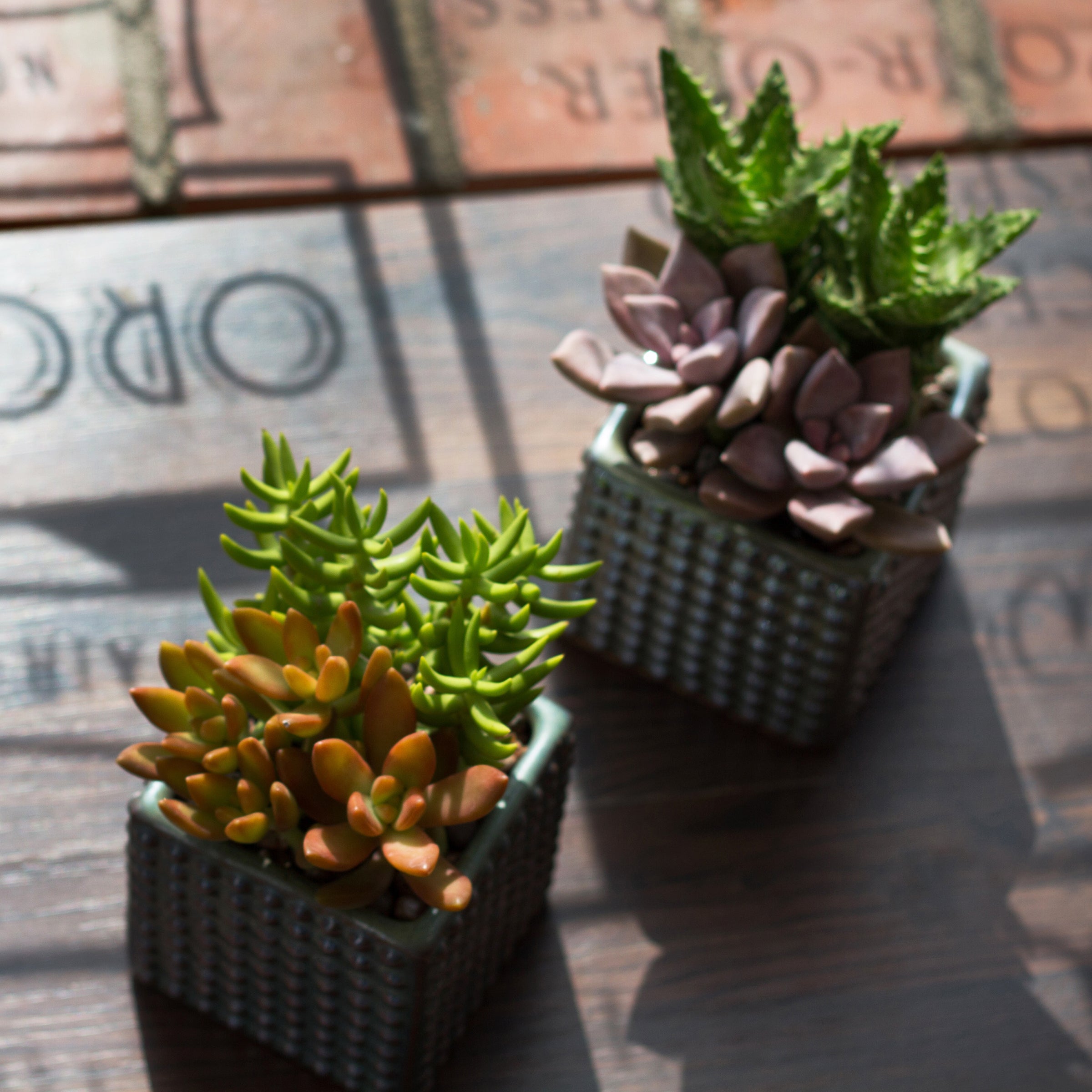 Succulents potted pots 2 inch succulent plants
