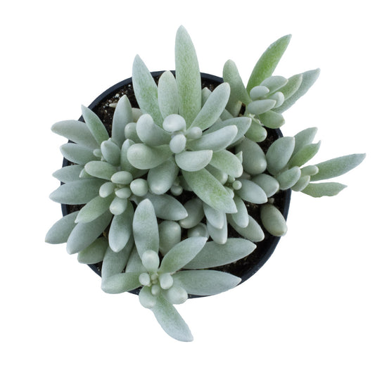 Woolly Senecio Live Succulent with Soft Silver-White Foliage