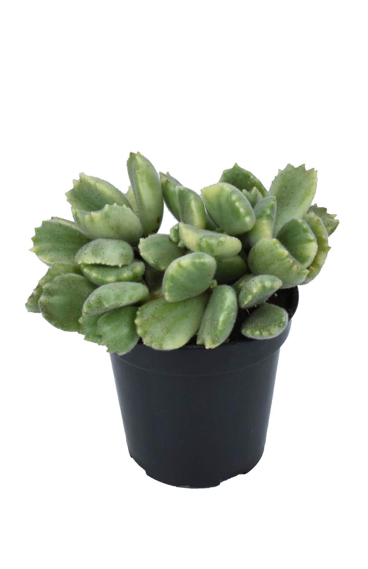 Cotyledon Ladismithiensis Variegata Live Succulent with Colorful Foliage