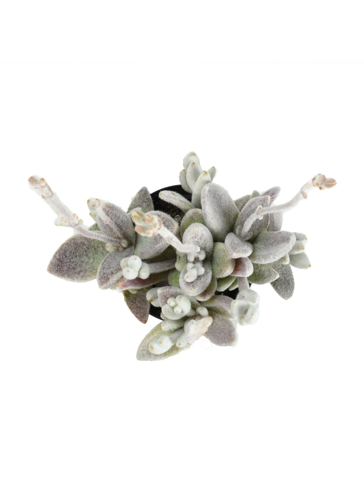 Kalanchoe eriophylla “Snow White Panda Plant”