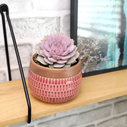 Echeveria Pink Diamond PP33,616 Succulent Plant in a Pot