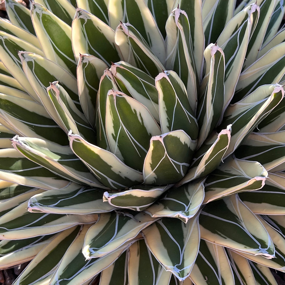 Close-up of a variegated agave with white and green stripes on the leaves, nicknamed 'white rhino agave'.