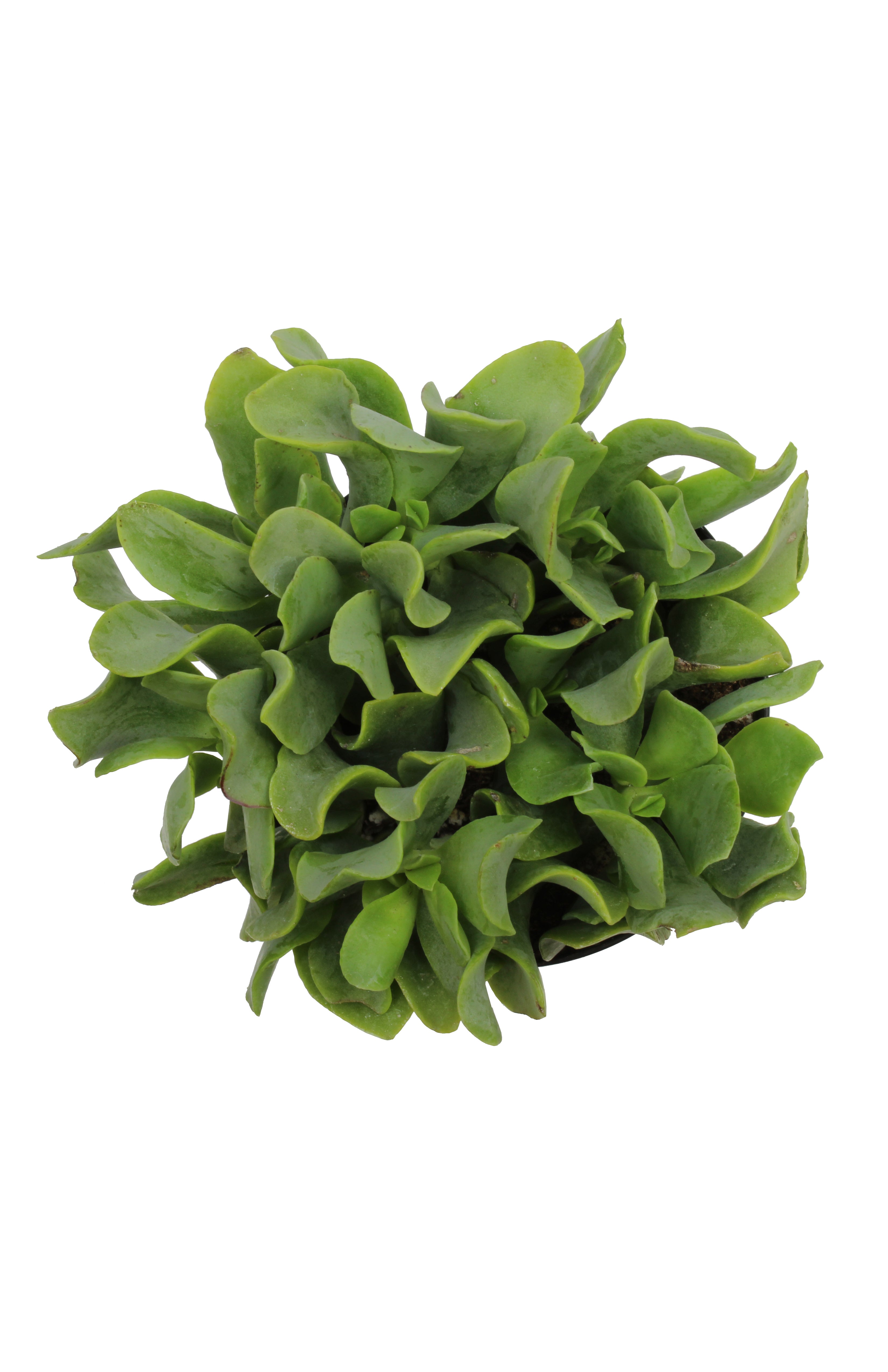 Crassula arborescens undulatifolia “Ripple Jade”™