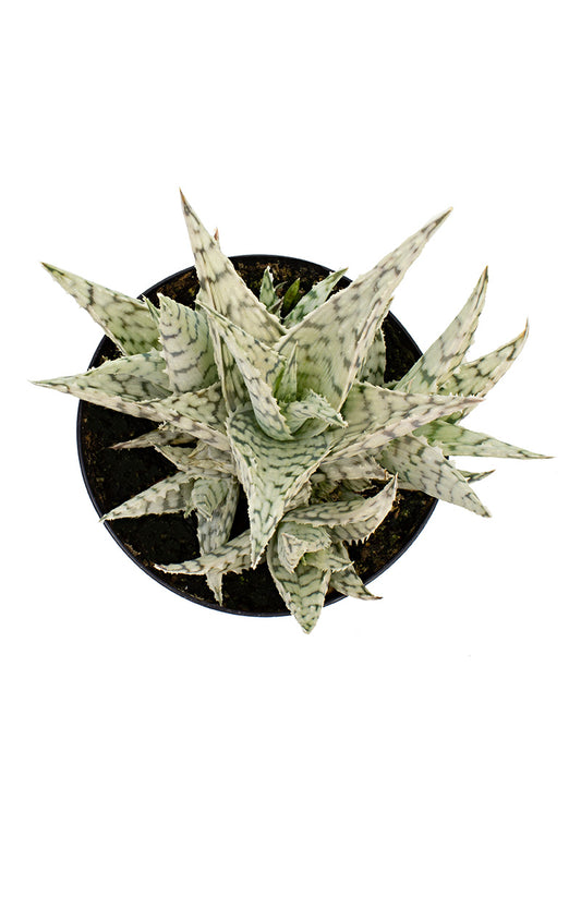Blizzard Aloe Plant with Beautiful Green and White Foliage for Succulent Collections