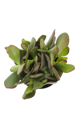 large leaf jade plant Crassula ovata “Jade Plant” – Altman Plants