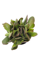 Crassula ovata “Jade Plant”
