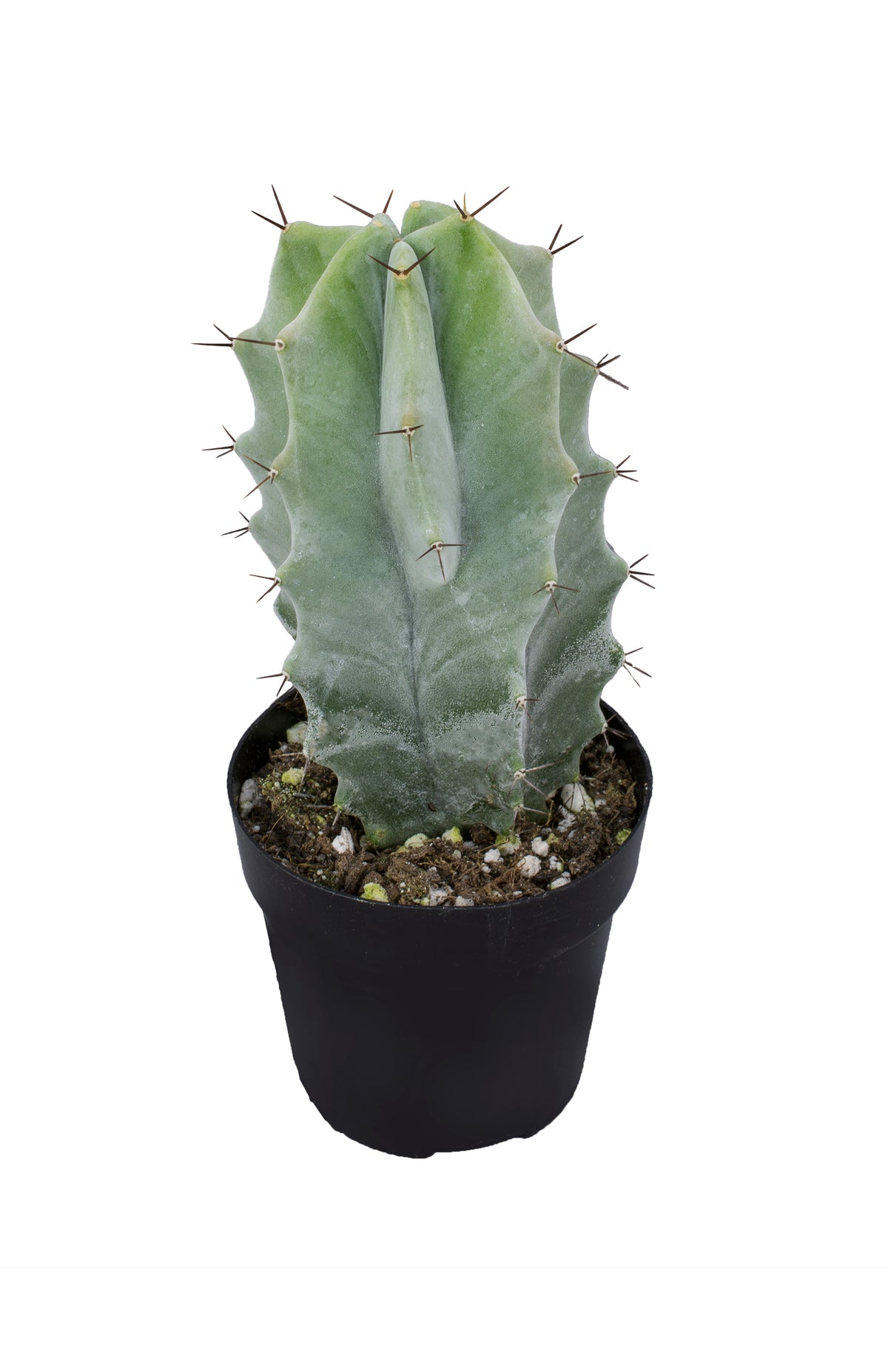 Stenocereus Pruinosus Live Cactus with Frosty Gray-Green Foliage