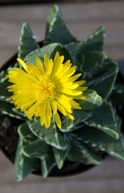 Tiger Jaws Succulent with Distinctive Tooth-Like Leaf Edges