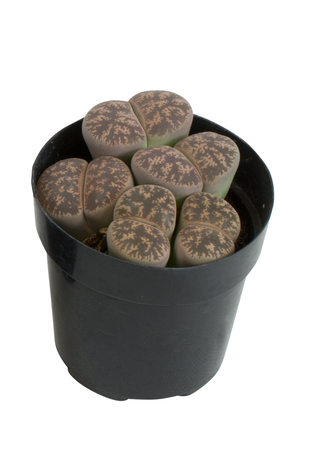 Lithops spp. compact drought-tolerant succulent