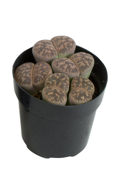 Lithops spp. compact drought-tolerant succulent