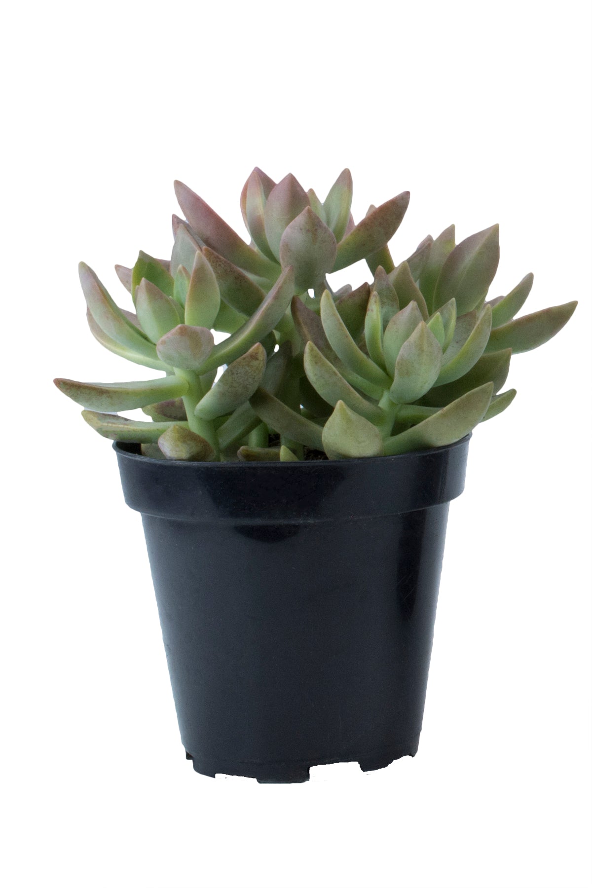 California Sunset Succulent with Peach, Pink, and Green Foliage
