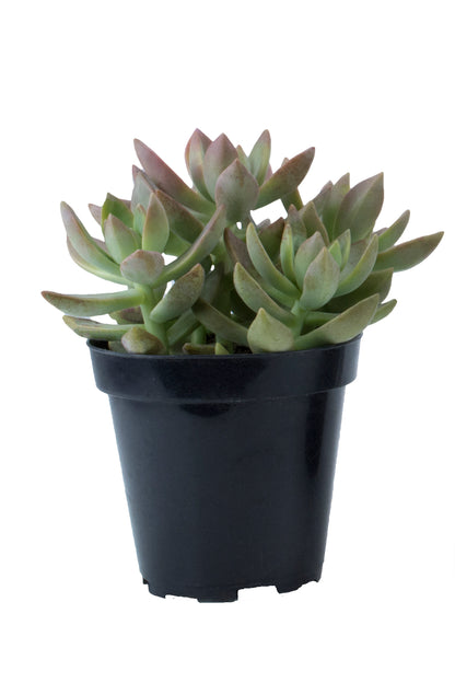 California Sunset Succulent with Peach, Pink, and Green Foliage