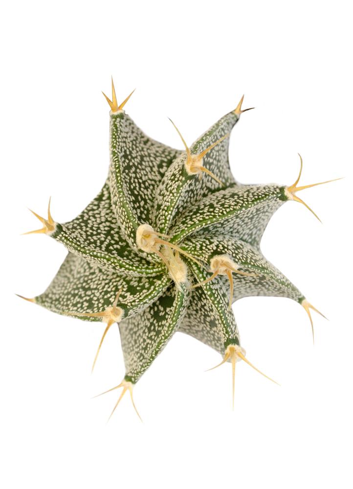 Astrophytum ornatum “Star Cactus”