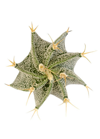 smart planet succulents 4QT Smart Planet Premium Blend Cactus and Succulent Potting Mix – Altman Plants