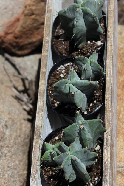 Stenocereus Pruinosus Gray Ghost Cactus with Upright Ribbed Stems