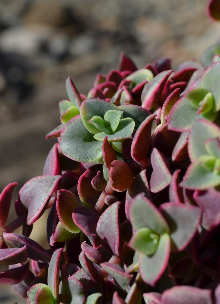 Crassula Marginalis Rubra Variegata Calico Kitten Succulent Plant