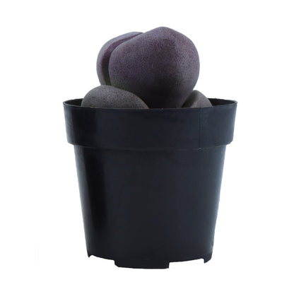 Royal Flush Split Rock drought-tolerant succulent