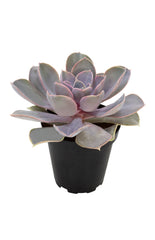 Echeveria ‘Perle von Nurnberg’ – Altman Plants