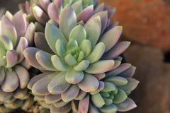 Sedeveria ‘Lilac Mist’ USPP29,643 - 3.5