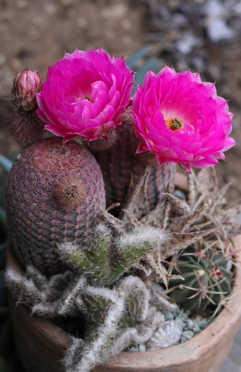 Echinocereus rigidissimus rubrispinus “Rainbow Hedgehog Cactus”