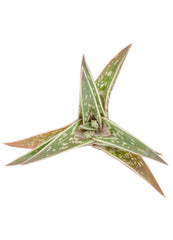 Aloe variegata 'Partridge Breast'