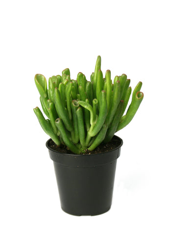 goblin fingers succulent Crassula ovata 'ET's Fingers' – Altman Plants