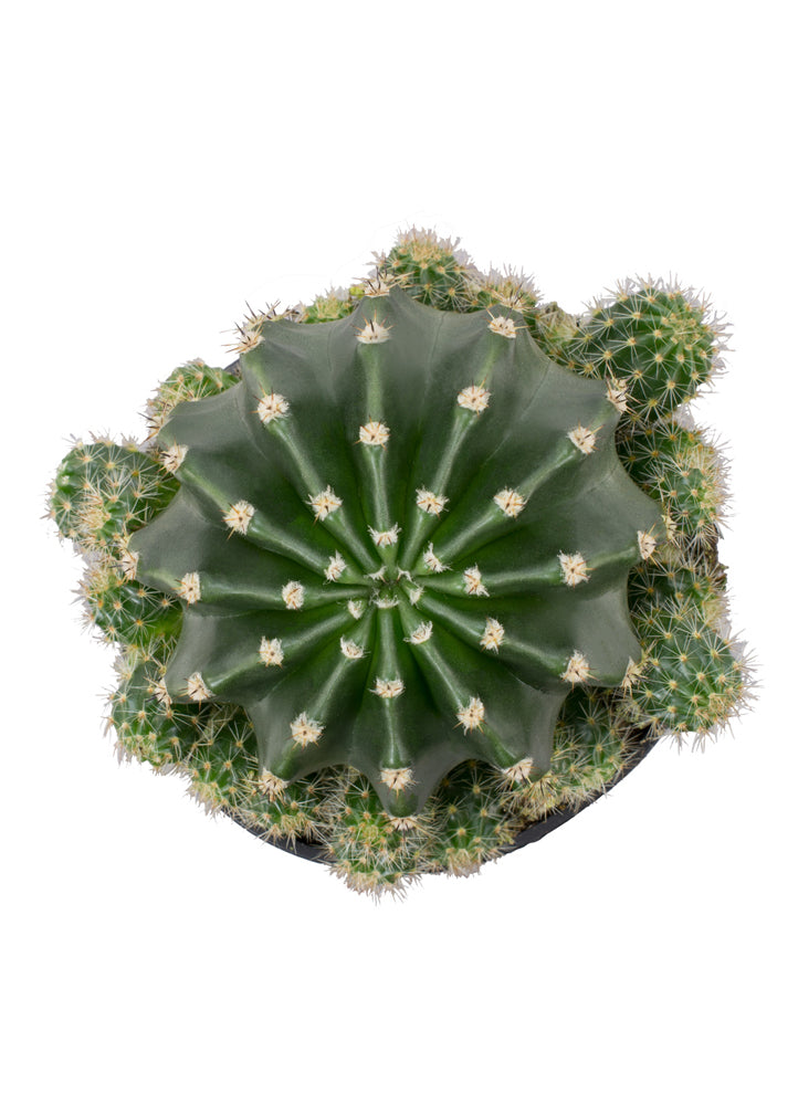 Live ribbed cactus with a symmetrical star-shaped pattern