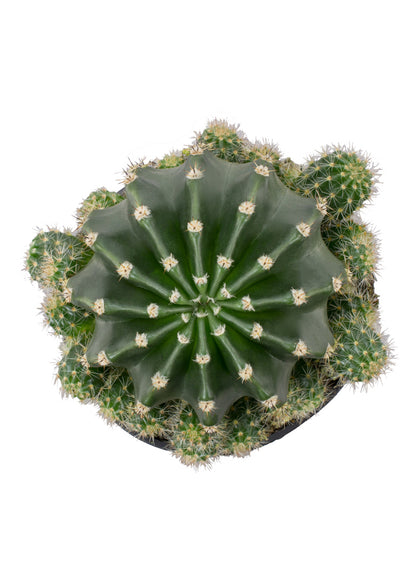 Live ribbed cactus with a symmetrical star-shaped pattern