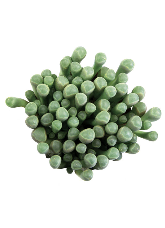 Fenestraria aurantiaca "Baby Toes"