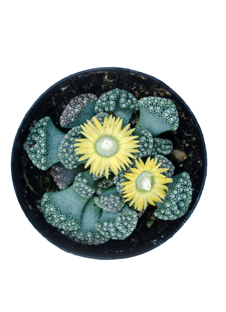 Titanopsis calcareum