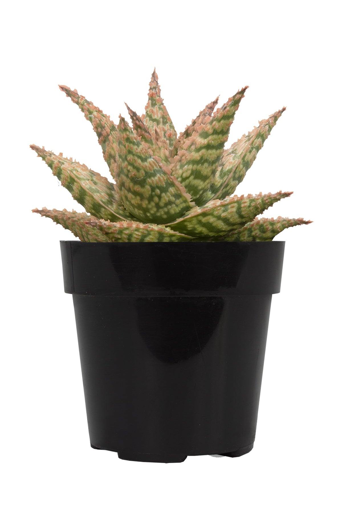 Aloe firecracker