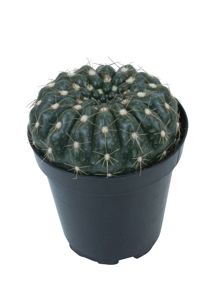 Round green cactus with ribbed body and white spines in a small black nursery pot