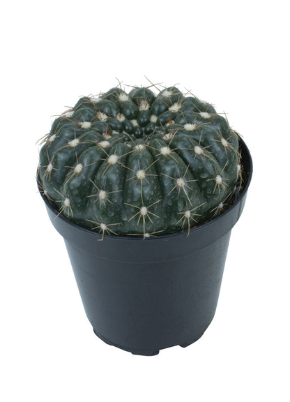 A potted Notocactus uebelmannianus cactus with a shiny deep green skin, displaying rich royal purple flowers.
