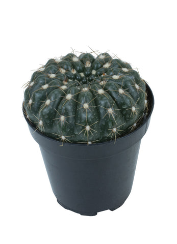 cebenese succulent care Sempervivum arachnoideum 'Cebenese' – Altman Plants