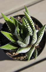 Haworthia fasciata "Zebra Plant"