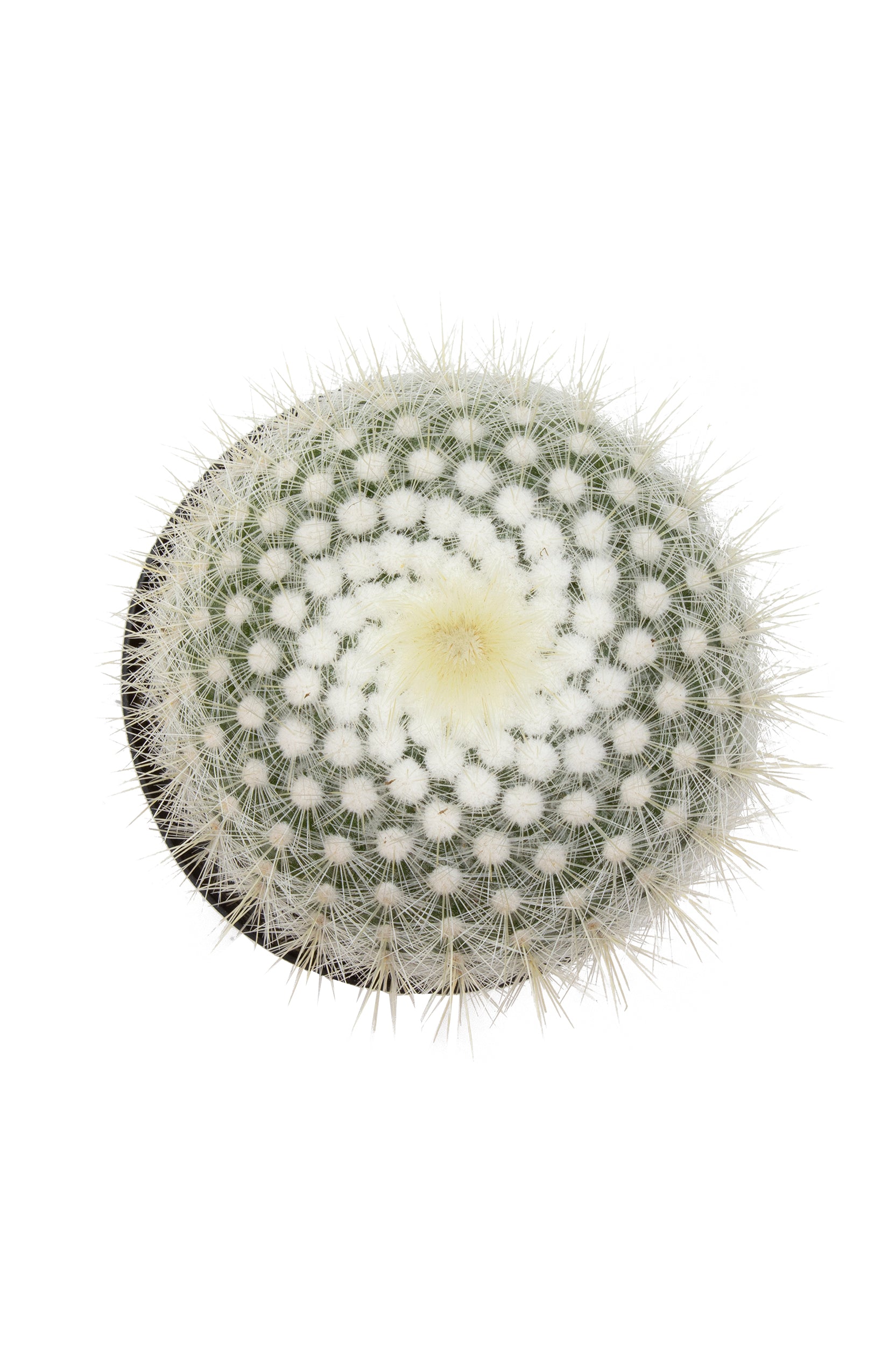 Notocactus scopa "Silver Ball Cactus"