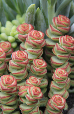 Crassula ‘Baby’s Necklace’