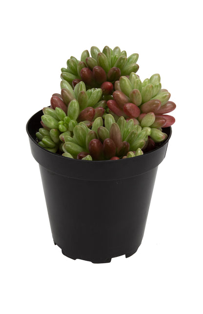 Sedum rubrotinctum ‘Aurora’ colorful jelly bean succulent