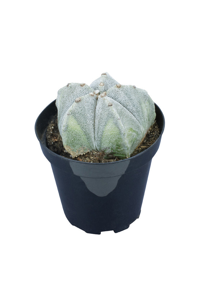 Astrophytum myriostigma "Bishop's Cap Cactus"
