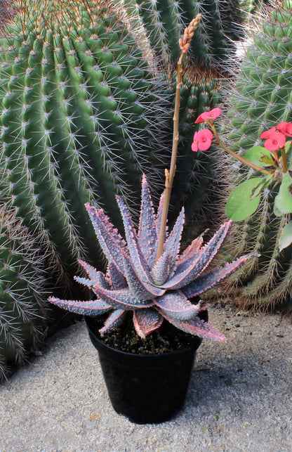 Aloe Purple Haze Live Plant – Exotic Succulent with Striking Purple-Green Leaves