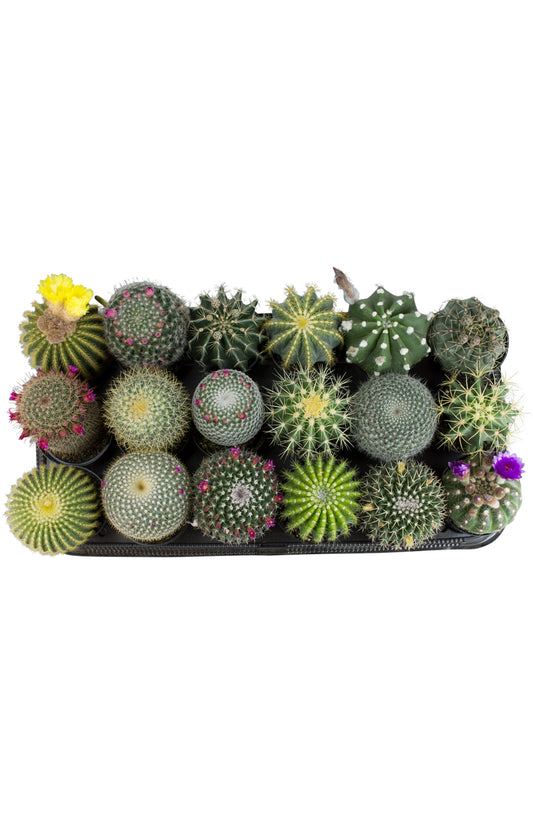A tray of assorted cacti with various textures and colors.