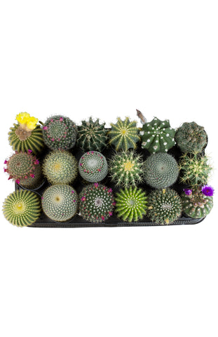 smart planet succulents 4QT Smart Planet Premium Blend Cactus and Succulent Potting Mix – Altman Plants