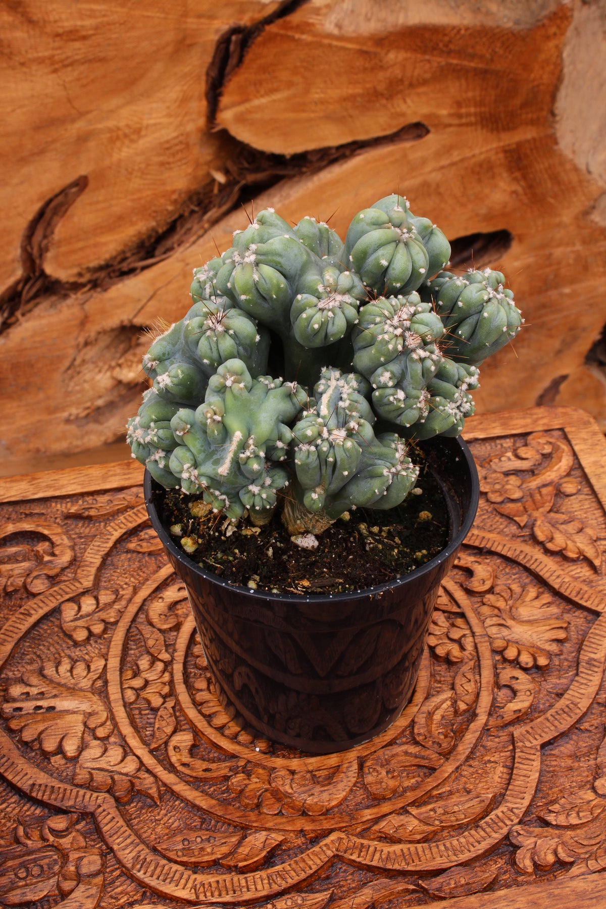 Cereus forbesii monstrose living cactus for home décor