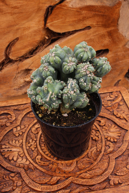 Cereus forbesii monstrose living cactus for home décor