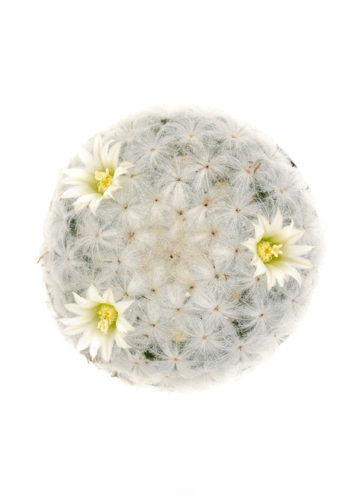 Round white Feather cactus with two small cream flowers