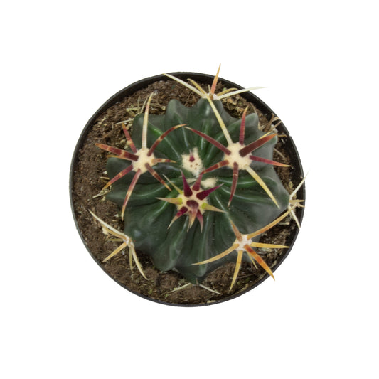 Ferocactus Latispinus Devil’s Tongue Barrel Cactus with Colorful Spines